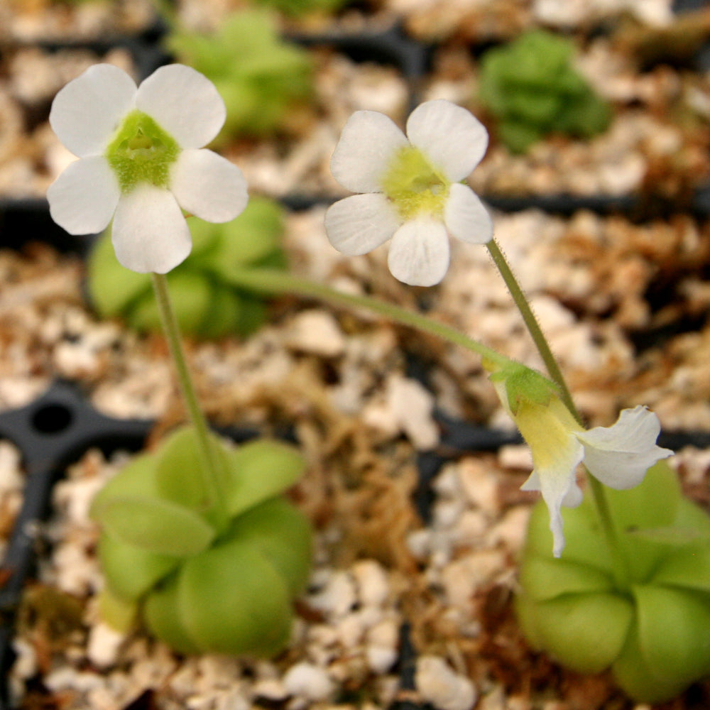 
                      
                        Pinguicula 'martinezii mexican butterwort with white delicate flowers that have a light green center on a long fuzzy petiole, Butterwort, carnivorous plant, gnat eating plant, beginner plant, fungus gnat eating plant, easy to grow, ping, Mexican butterwort, ping plant.
                      
                    