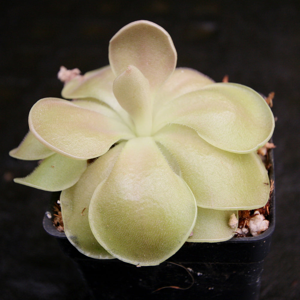 
                      
                        Pinguicula 'Weser' Butterwort
                      
                    