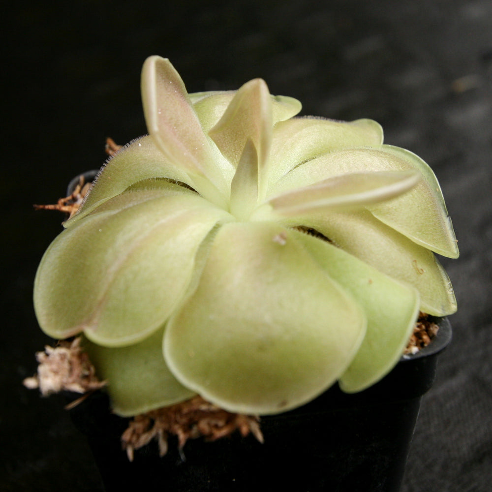 
                      
                        Pinguicula 'Weser' Butterwort
                      
                    