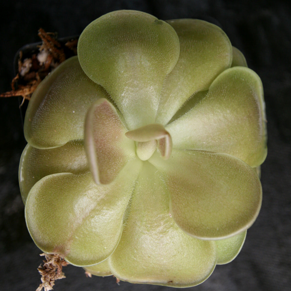 
                      
                        Pinguicula 'Weser' Butterwort
                      
                    