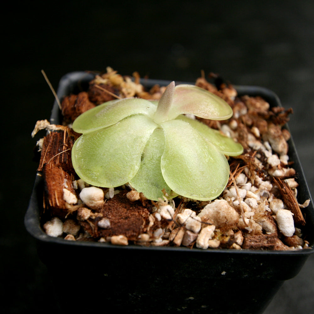 
                      
                        Pinguicula 'Weser' Butterwort
                      
                    