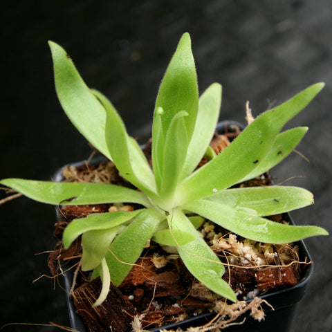 Pinguicula gigantea cross with heterophylla and medusina butterwort with bright green elongated leaves in a rosette.