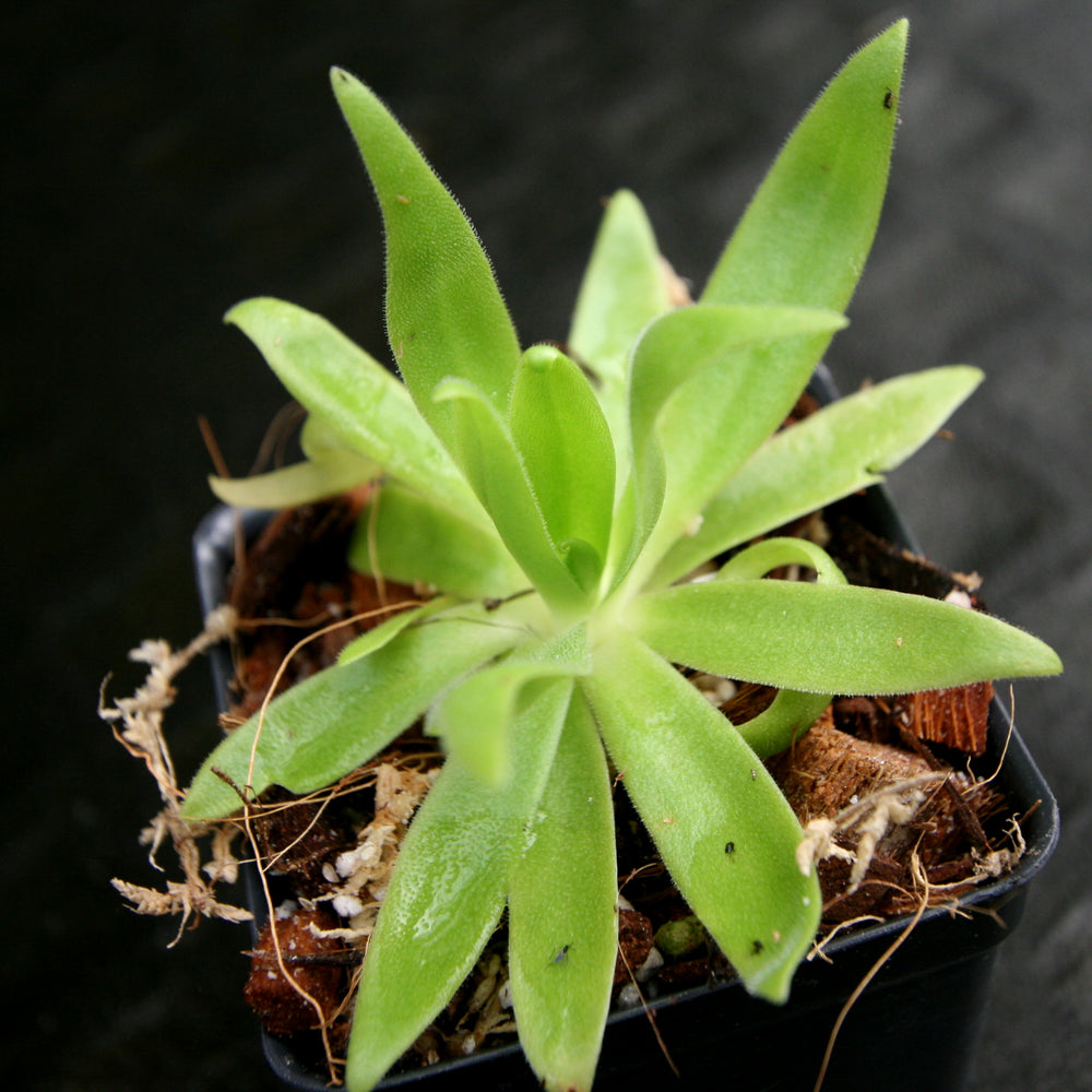 
                      
                        Pinguicula gigantea x (heterophylla x medusina) Butterwort
                      
                    