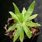 Pinguicula gigantea x (heterophylla x medusina) Butterwort