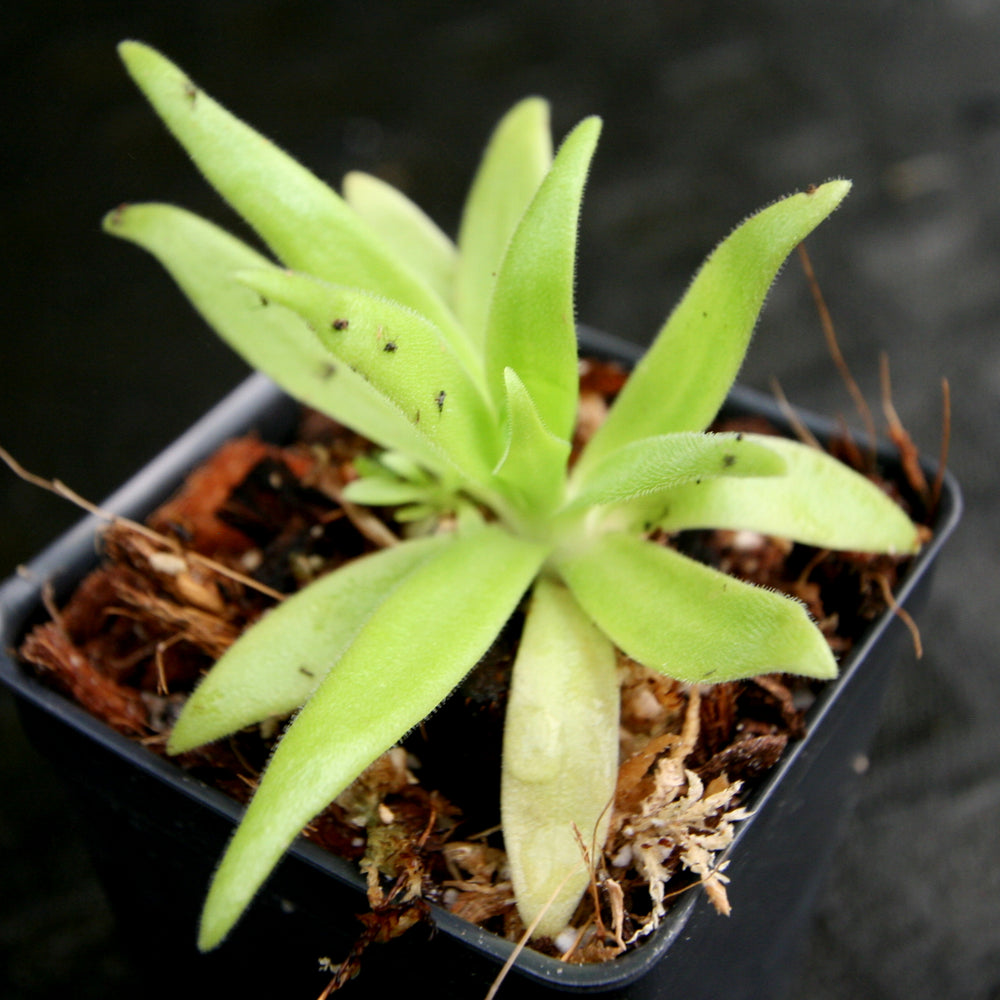 
                      
                        Pinguicula gigantea x (heterophylla x medusina) Butterwort
                      
                    