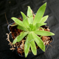Pinguicula gigantea x (heterophylla x medusina)