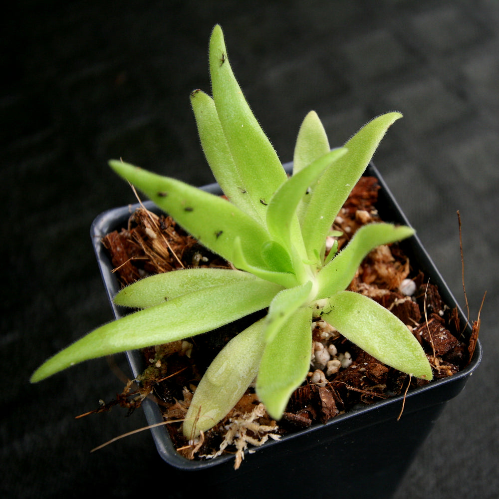 
                      
                        Pinguicula gigantea x (heterophylla x medusina) Butterwort
                      
                    