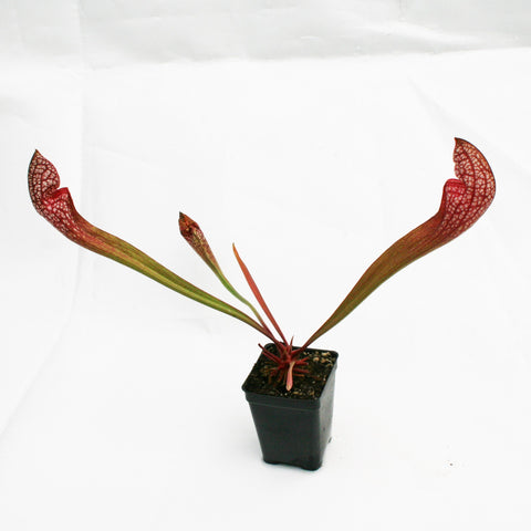 Sarracenia Scarlet Belle with tall red veined pitchers in a small pot against a white background.