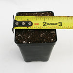 Pot and Soil - Sarracenia/Flytraps/Drosera