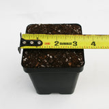 Pot and Soil for Sarracenia/Flytraps/Drosera