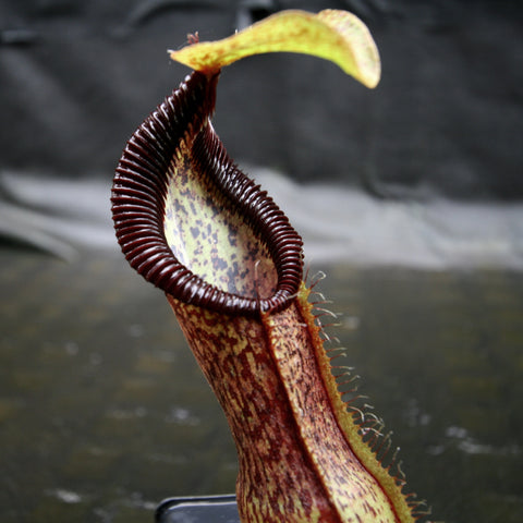 Close-up of a tall burgundy ribbed Nepenthes pitcher with a flared mouth from Nepenthes singalana variegated x hamata.