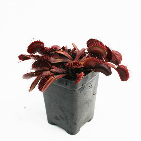 Venus Flytrap "Red Dragon" (Dionaea muscipula)
