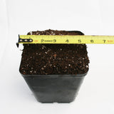 Pot and Soil for Sarracenia/Flytraps/Drosera