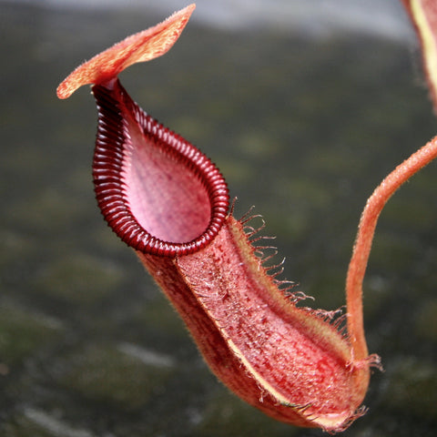 Close up of a deep red Nepenthes spectabilis x lowii x hamata pitcher with ribbed dark burgundy peristome and an orange lid