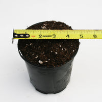 Pot and Soil - Sarracenia/Flytraps/Drosera