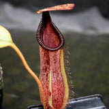 Nepenthes (spectabilis x lowii) x hamata, CAR-0076