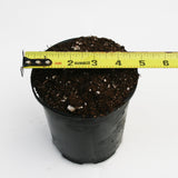 Pot and Soil - Sarracenia/Flytraps/Drosera