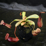 Nepenthes (spectabilis x lowii) x hamata, CAR-0076