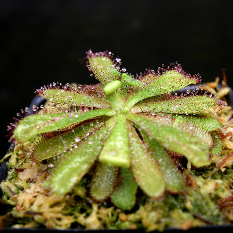 Drosera hamiltonii rosy sundew with green rosette leaves and red dew covered tentacles