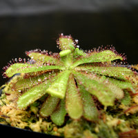 Drosera hamiltonii, Rosy Sundew