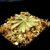 Drosera hamiltonii