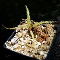 Drosera regia - King Sundew