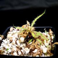 Drosera regia - King Sundew