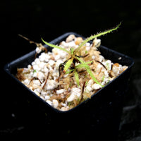 Drosera regia - King Sundew