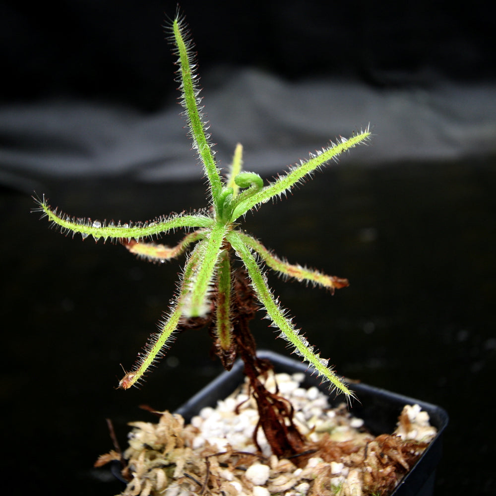 
                      
                        Drosera magnifica, Magnificent sundew
                      
                    
