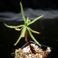 Drosera magnifica, Magnificent sundew