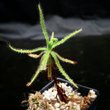 Drosera magnifica