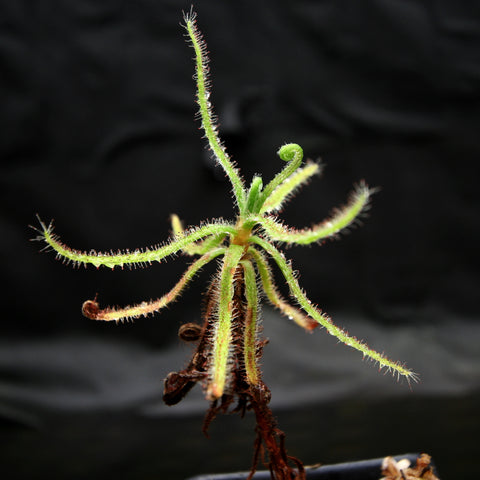 Magnificent sundew Drosera magnifica with long hairy tentacle leaves radiating from a central crown against a dark background.