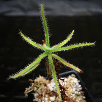 Drosera magnifica, Magnificent sundew