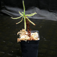 Drosera magnifica, Magnificent sundew