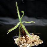 Drosera magnifica, Magnificent sundew