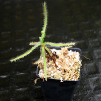 Drosera magnifica, Magnificent sundew