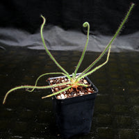 Drosera spiralis (Giant Form)