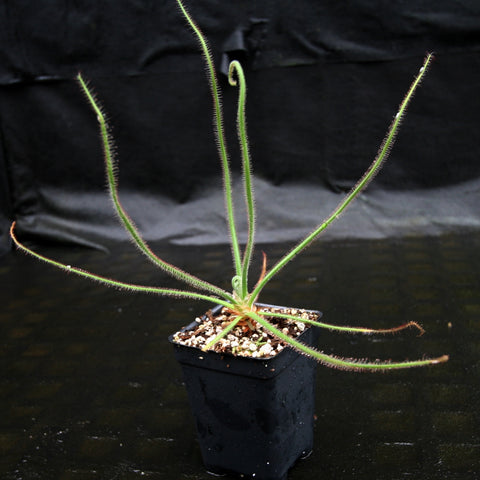 Drosera spiralis Giant Form with long curved hairy leaves spreading from a central base