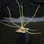 Drosera spiralis (Giant Form)