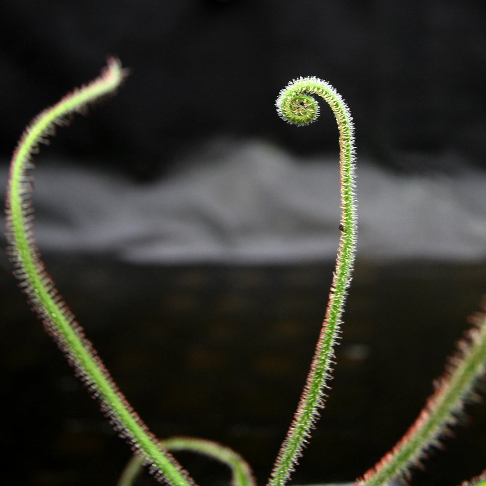 
                      
                        Drosera spiralis (Giant Form)
                      
                    