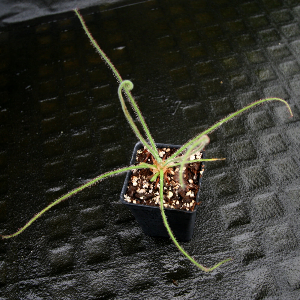 
                      
                        Drosera spiralis (Giant Form)
                      
                    