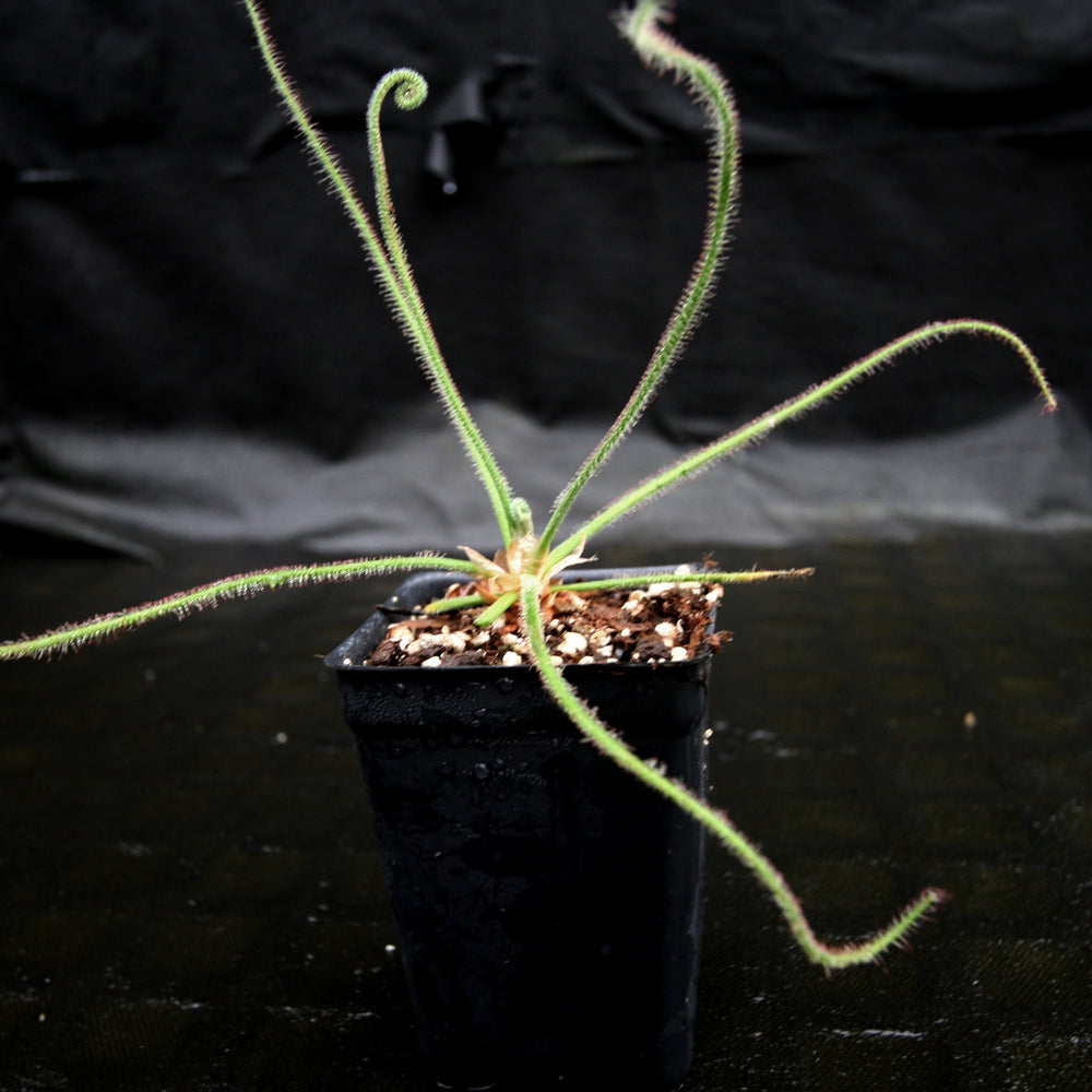 
                      
                        Drosera spiralis (Giant Form)
                      
                    