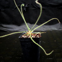 Drosera spiralis (Giant Form)