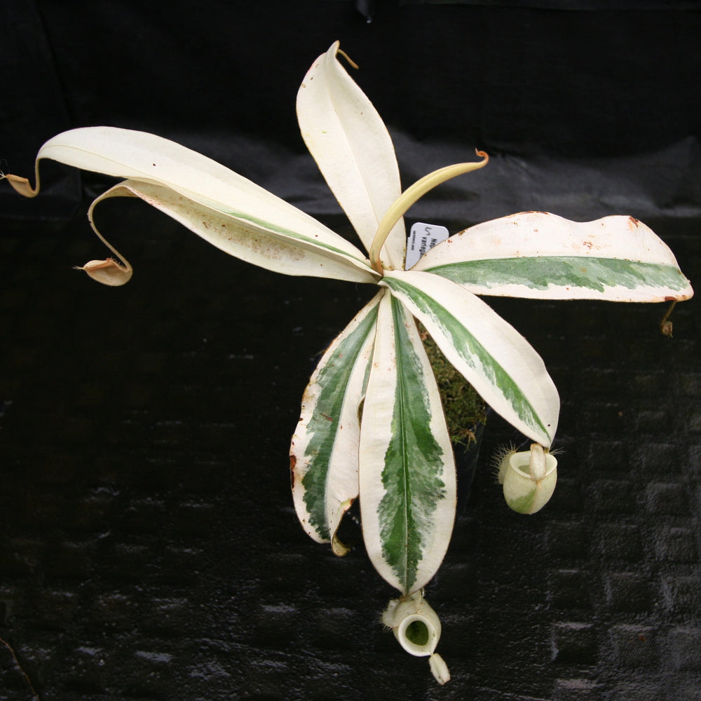 
                      
                        Nepenthes ampullaria variegated
                      
                    