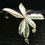 Nepenthes ampullaria variegated