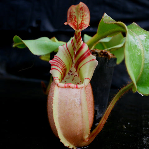 Nepenthes veitchii Bareo BE-3734 pitcher with pale pink body and red striped rim against a dark background