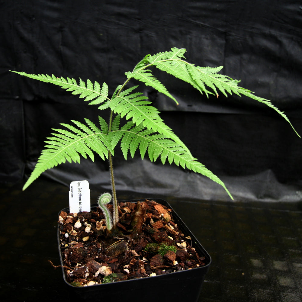 
                      
                        Cibotium barometz, Golden Chicken Fern, Woolly Fern
                      
                    