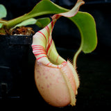  Nepenthes veitchii Bareo, BE-3734 large squat striped peristome pitcher, Pitcher plant, carnivorous plant, collectors plant, large pitchers, rare nepenthes, terrarium plant, easy to grow nepenthes, beginner nepenthes, beginner pitcher plants, nepenthes, veitchii.  