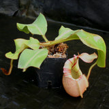  Nepenthes veitchii Bareo, BE-3734 large squat striped peristome pitcher, Pitcher plant, carnivorous plant, collectors plant, large pitchers, rare nepenthes, terrarium plant, easy to grow nepenthes, beginner nepenthes, beginner pitcher plants, nepenthes, veitchii.  