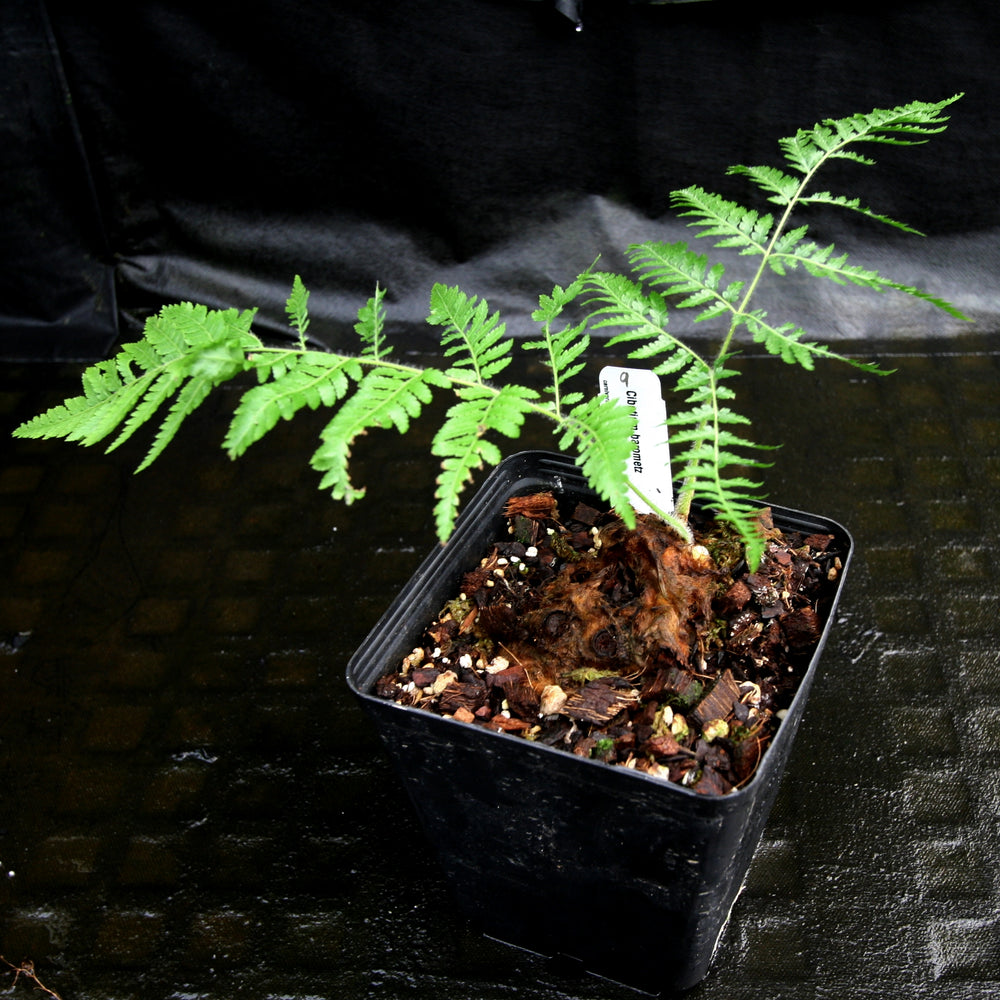 
                      
                        Cibotium barometz, Golden Chicken Fern, Woolly Fern
                      
                    